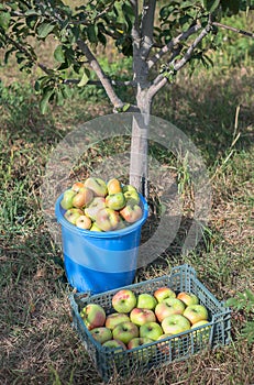 Apple tree, bucket and box with apples