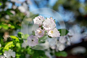 Apple tree bud on a sunny spring day