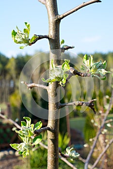 Apple tree buds and leaves closeup