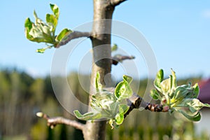 Apple tree buds and leaves closeup