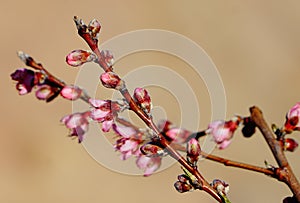 Apple tree buds showing the bright pink color