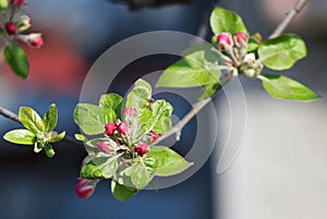 Apple tree buds, surrounded by green leaves photo