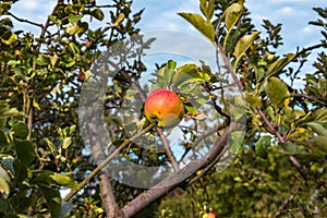 Apple tree with closeup on red-ish apple on tree with sky in background