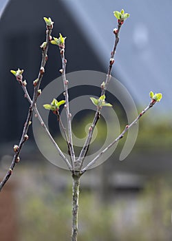 Apple tree coming into bud