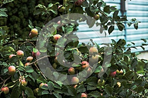 Apple tree covere with ripe apples