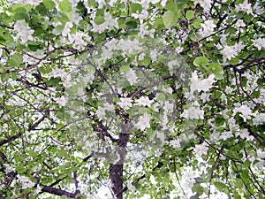 Apple-tree covered with flowers and leaves photo