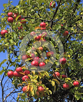 Apple tree detail