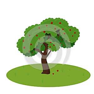 Apple tree detailed, colorful isolated on white background stock vector illustration. Organic fruits, harvest, gardening