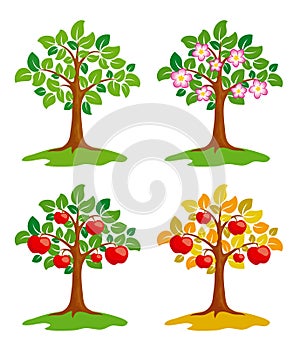 Apple-tree at different seasons