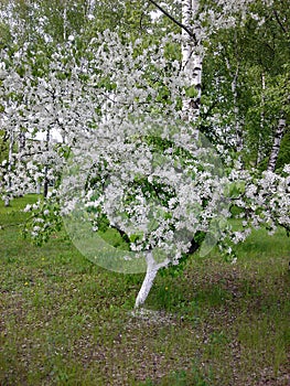 Apple tree, entirely covered with white flowers.