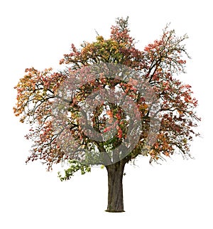 Apple tree in fall