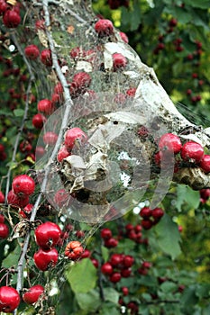 Apple tree in the Fall with Caterpillar Nest