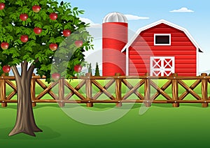 Apple tree on the farm