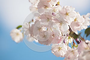 Apple tree flower