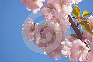 Apple tree flower