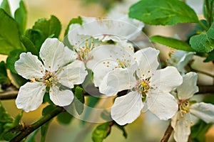 Apple-tree flower 5