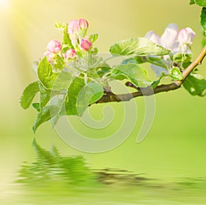 Apple tree flower