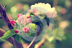 Apple tree flower