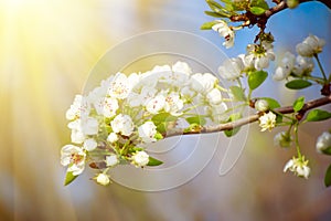 Apple tree flower