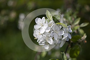 Apple tree flower. Apple branch