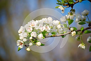 Apple tree flower