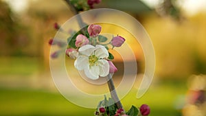 Apple tree flower blossom growing or bloom bud branch orchards garden spring trees Malus domestica leaves leaf close-up