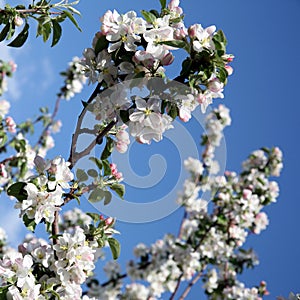 Apple tree flower blossoming at spring time