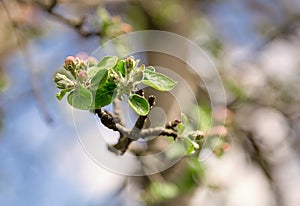 Apple tree flower bud on a branch in nature