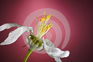 Apple Tree Flower Close Up