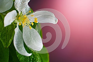 Apple Tree Flower Close Up