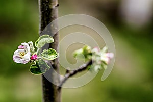 Apple tree flower close up on a blurred background