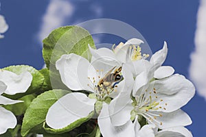 Apple tree flower and sky
