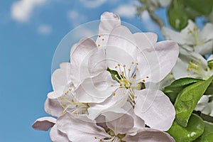 Apple tree flower and sky