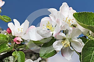 Apple tree flower and sky