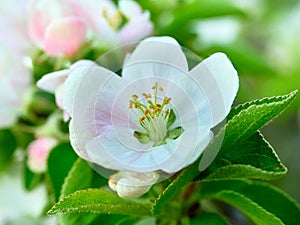 apple tree flower, spring, photographed close-up, interesting flower