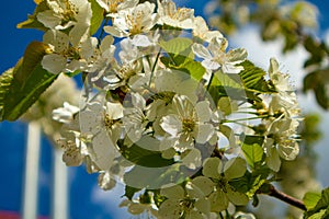 Apple tree flower in the summer garden