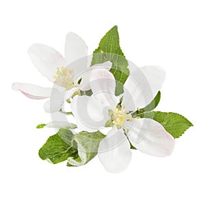 Apple tree flower on white background, spring bloom