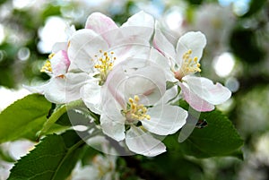 Apple Tree Flower