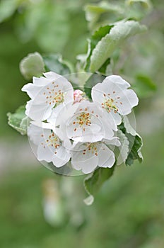 Apple tree flower