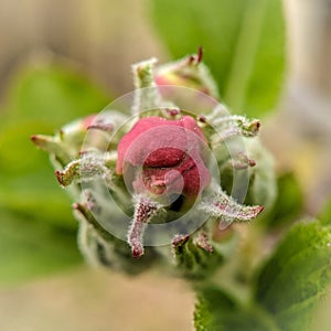 Apple tree flowerbud photo