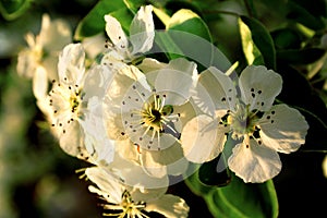 Árbol de manzana floreciente 