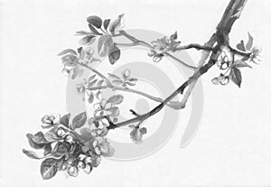 Apple tree flowering ink painting