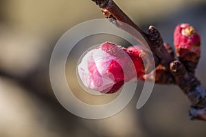 Apple tree flowers