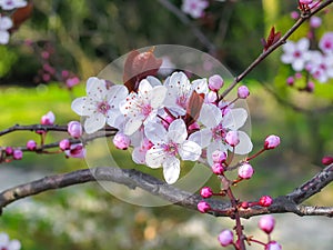 Apple tree flowers