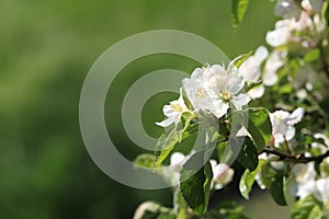 Apple tree flowers