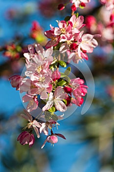 Apple tree flowers in bloom