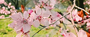 Apple tree flowers bloom, floral blossom in spring