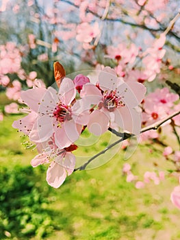 Apple tree flowers bloom, floral blossom in spring