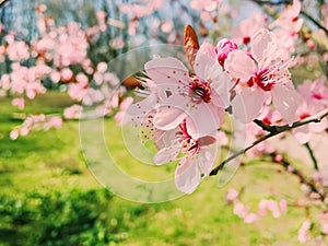 Apple tree flowers bloom, floral blossom in spring