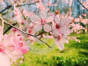 Apple tree flowers bloom, floral blossom in spring